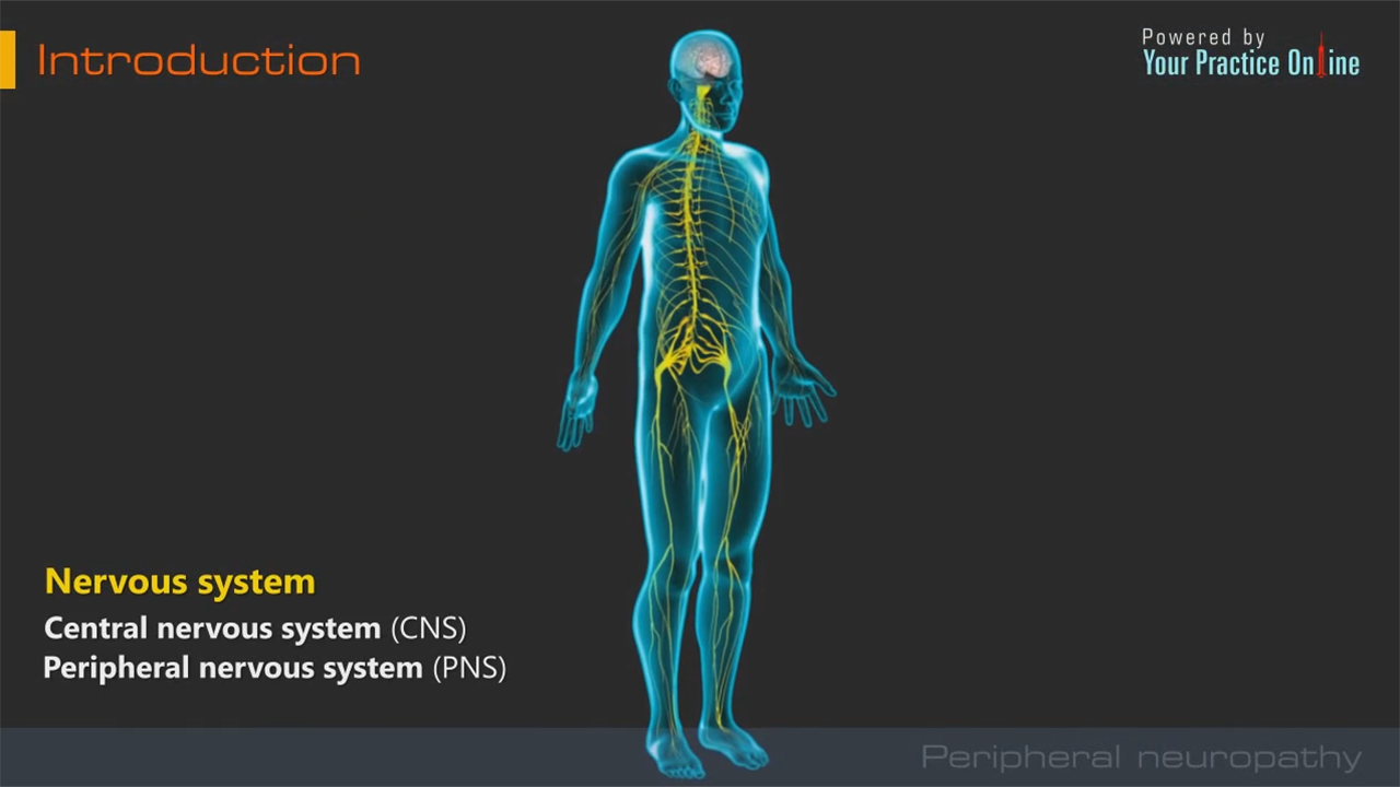 Peripheral Neuropathy | Neurology Videos | Your Practice Online Education