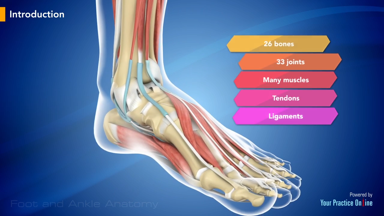 Foot and Ankle Anatomy Video | Foot & Ankle