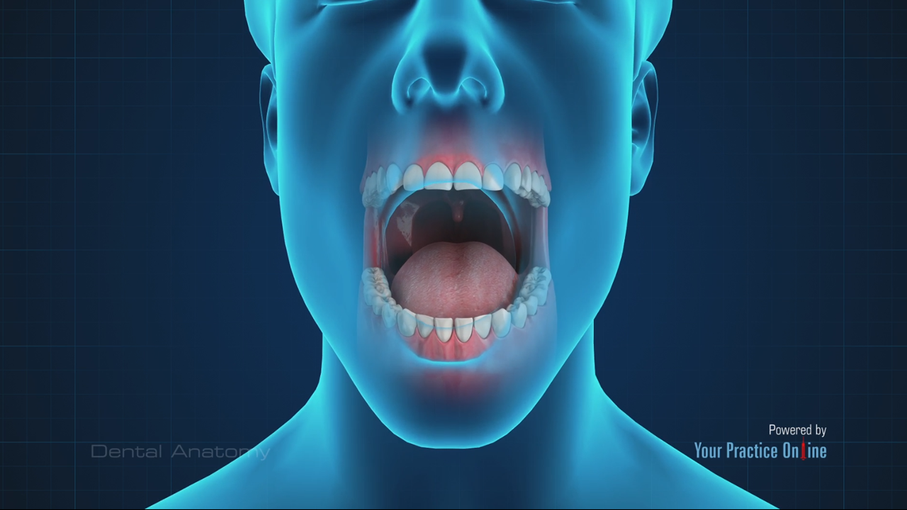 Dental Anatomy Video | Medical Video Library