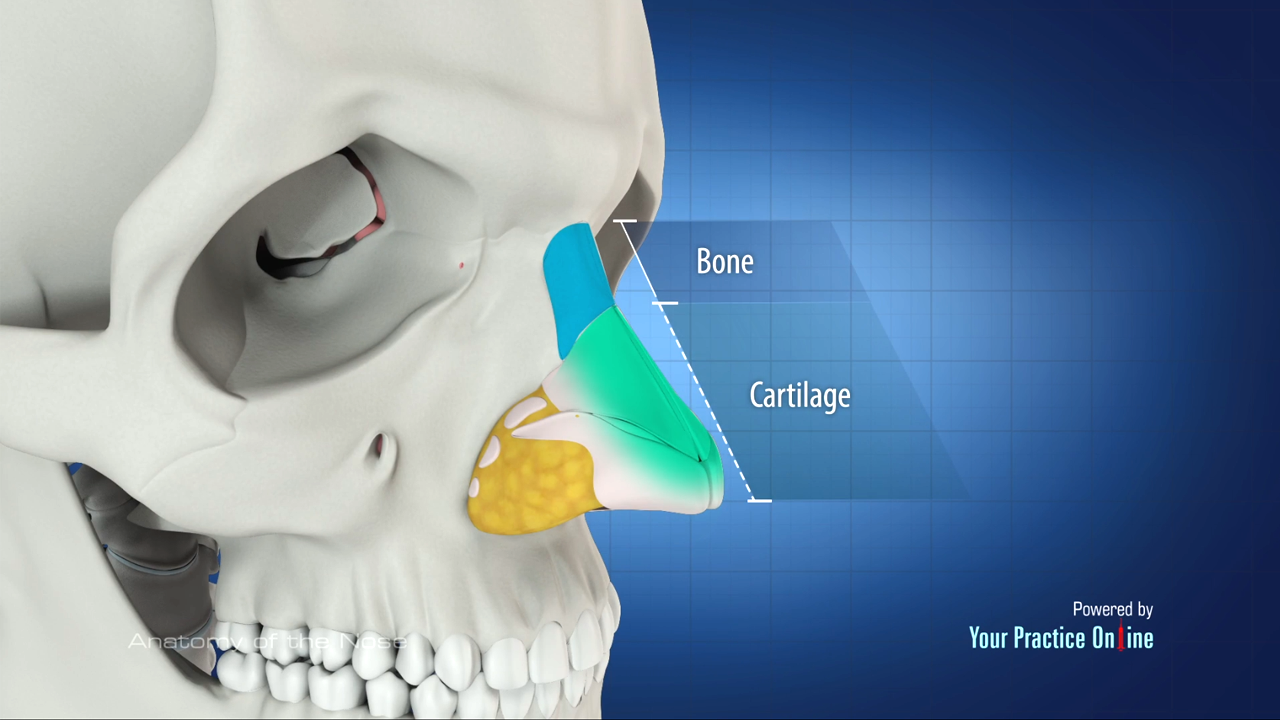 human nose bone anatomy