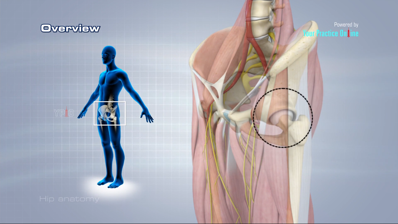 Hip Anatomy Video Medical Video Library