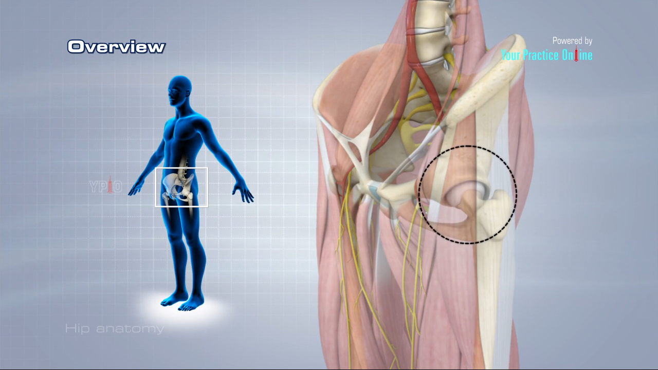 Hip Anatomy Video, Hip Orthopaedics Videos