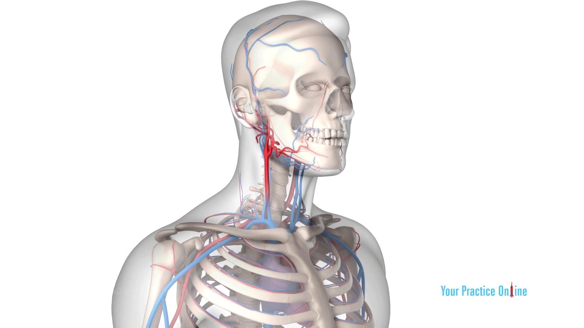 Carotid Endarterectomy Video Medical Video Library