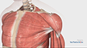 Shoulder Anatomy