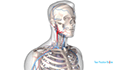 Carotid Endarterectomy