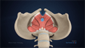 Pelvic Floor Therapy